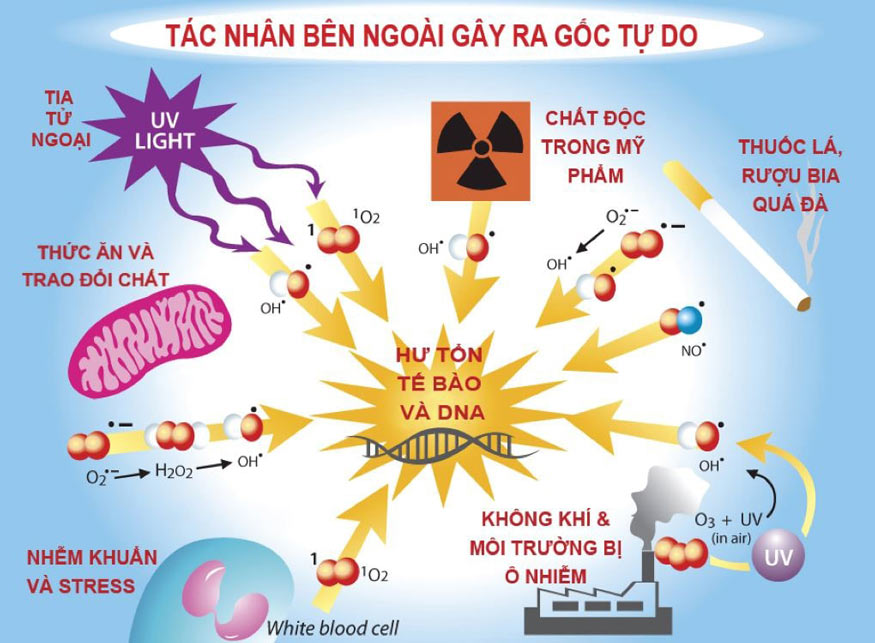 tác hại của gốc tự do