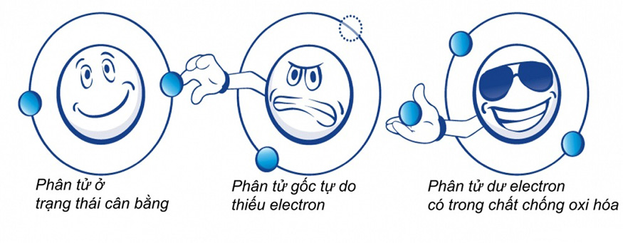Oxi hóa là gì? Tác hại, biện pháp chống oxi hóa với cơ thể
