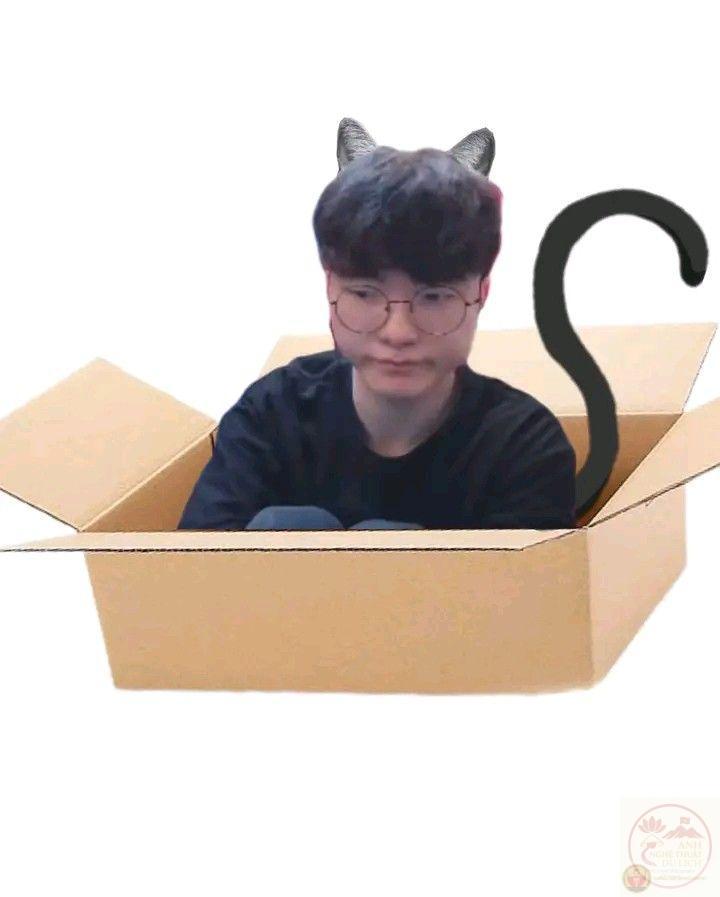 meme faker mèo
