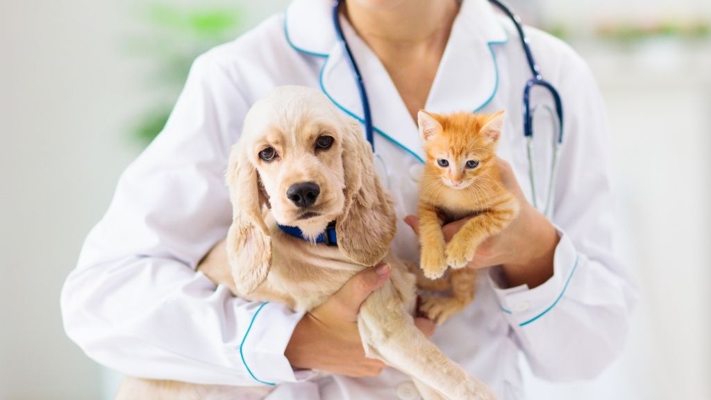Xét nghiệm sán chó bao nhiêu tiền? Phòng bệnh ra sao? 5