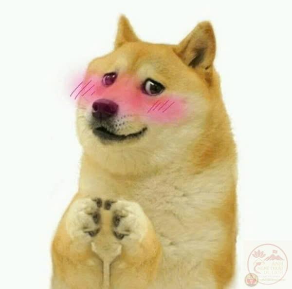meme chó Shiba9.jpg