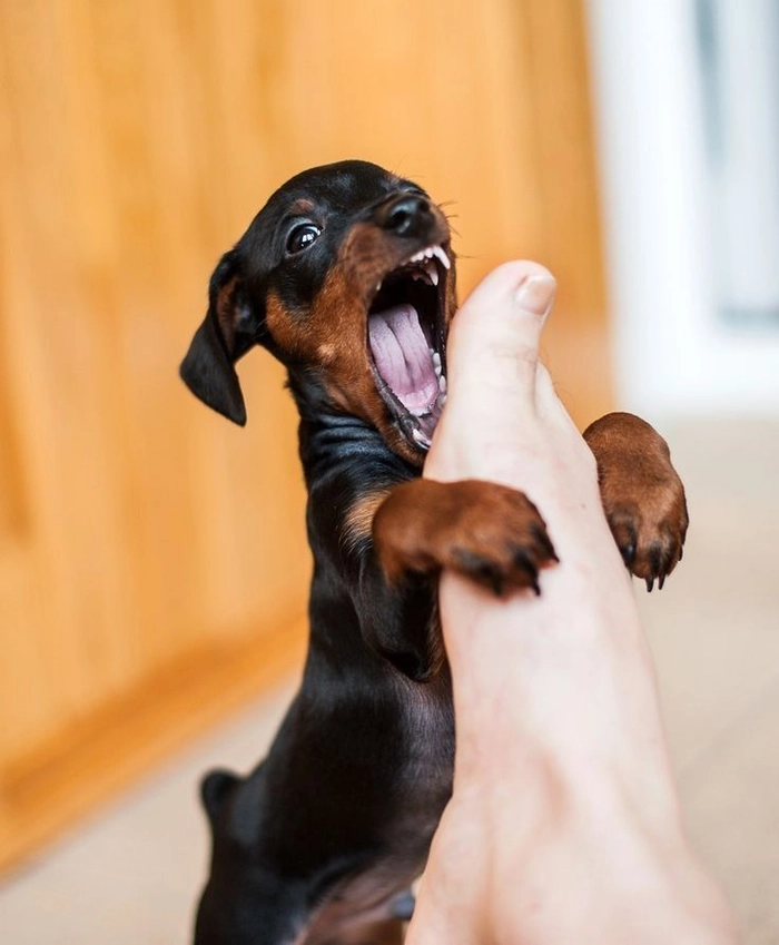 Meme con chó Ảnh chế cực vui nhộn
