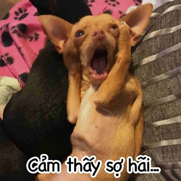 meme chó ngộ nghĩnh