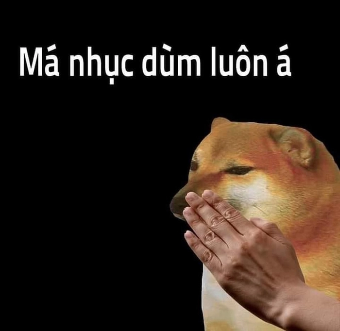 meme chó ảnh hài