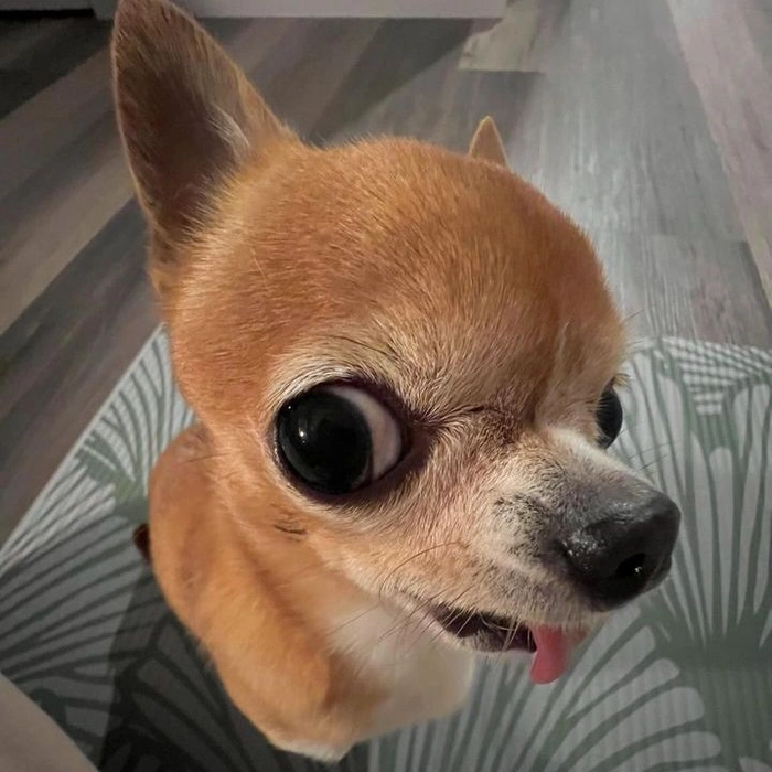 meme chó buồn