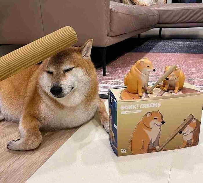 meme chó chế bựa