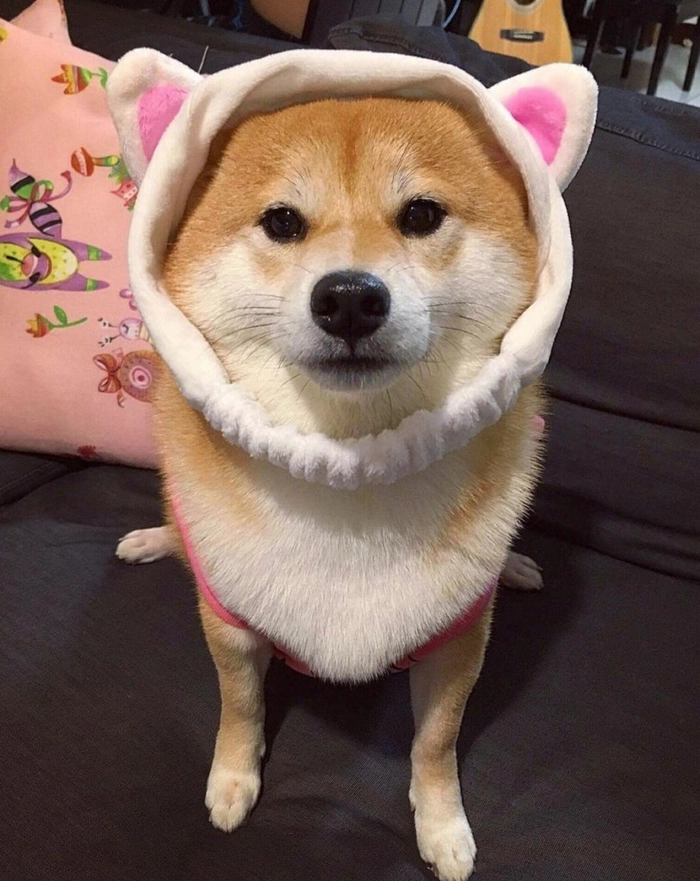 meme chó chế