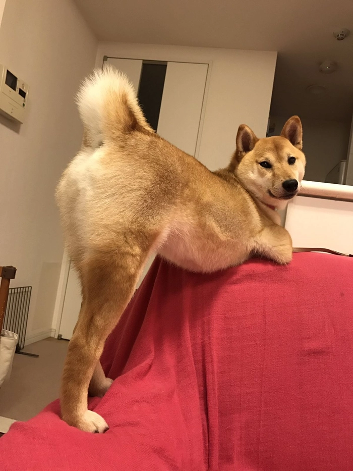 meme chó cười đểu