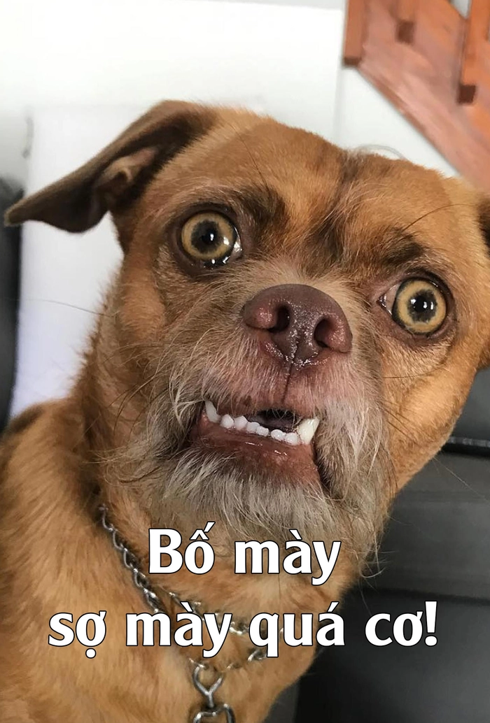 meme chó cute