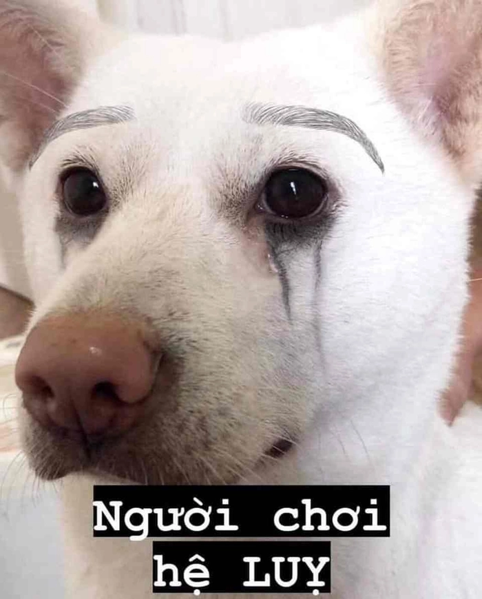 meme chó đáng yêu ảnh
