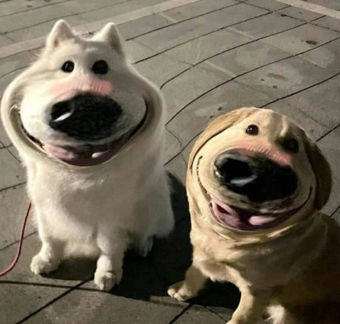 meme chó đáng yêu