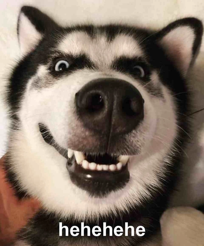 meme chó dễ thương