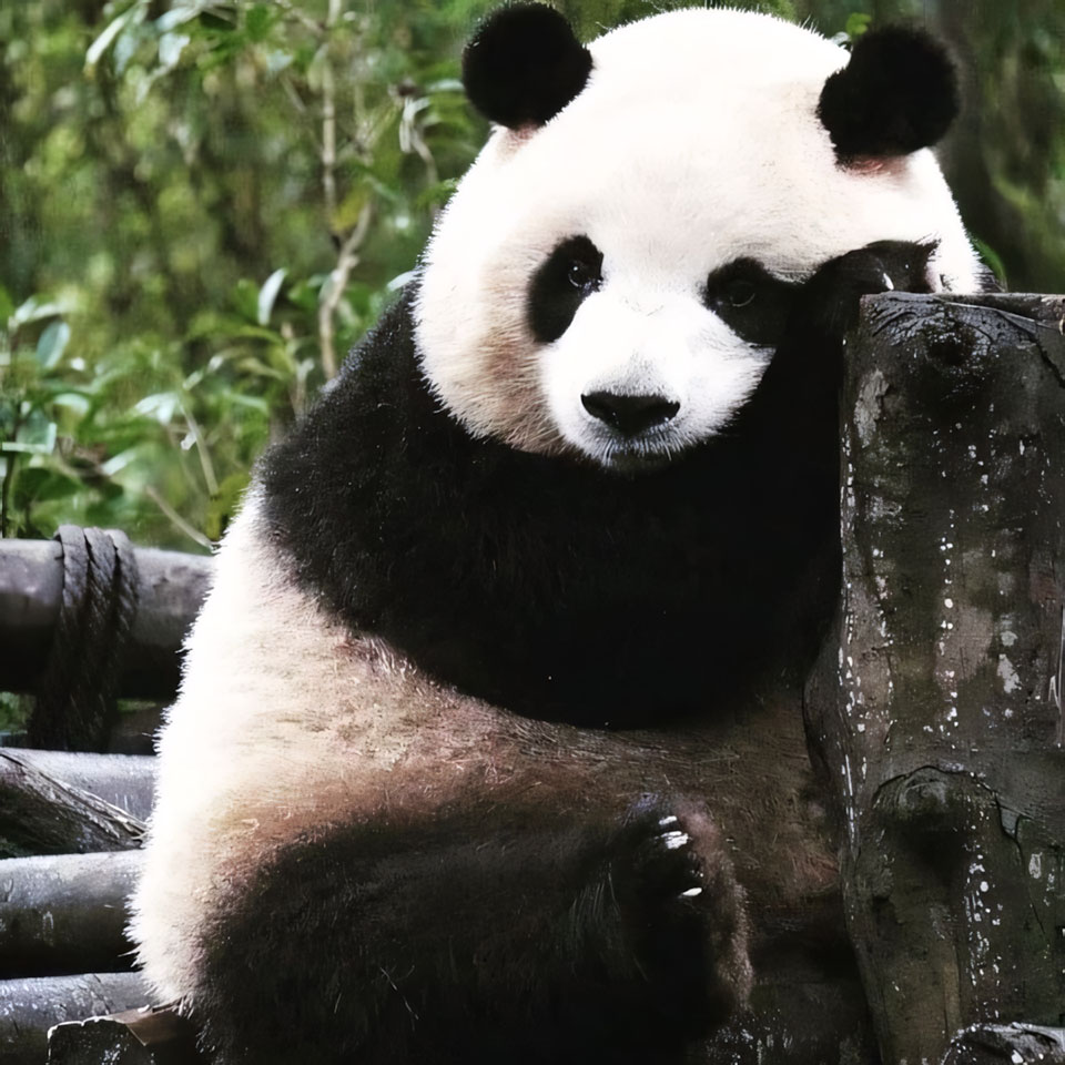 anh gau truc buon 960px 960px avatar 10