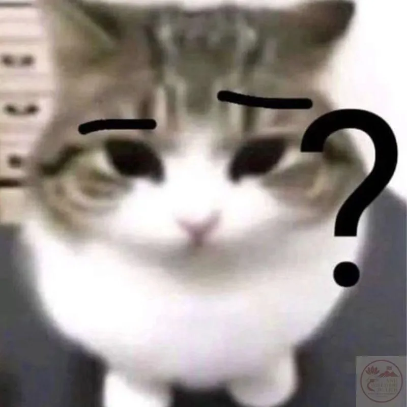 Hình ảnh meme mèo con chấm hỏi hài hước