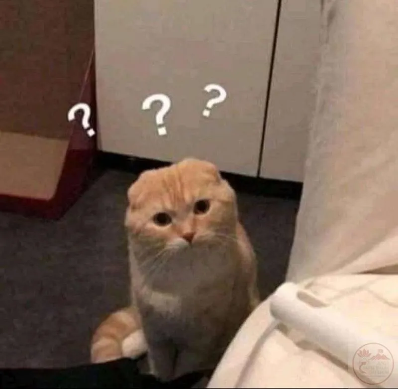 hỏi chấm meme Cái gì đang xảy ra trong cái nhà này zậy trời