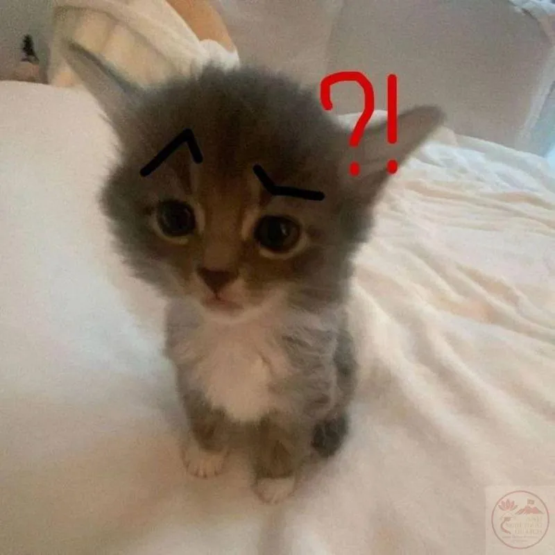 meme mèo chấm hỏi Hình mèo con chấm hỏi dễ thương và hài hước