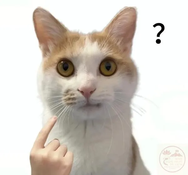 icon meme dấu hỏi Ảnh chế dấu hỏi tấm hình viral mạng xã hội