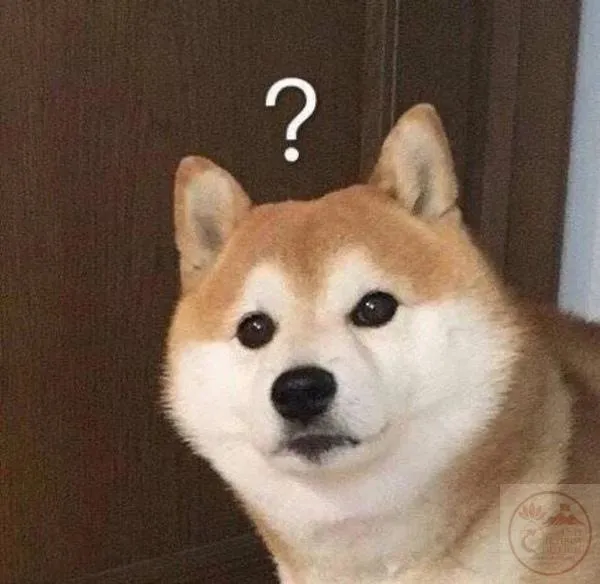 meme người ngơ ngác kèm dấu hỏi Cho simba chó ngơ ngác kèm dấu hỏi