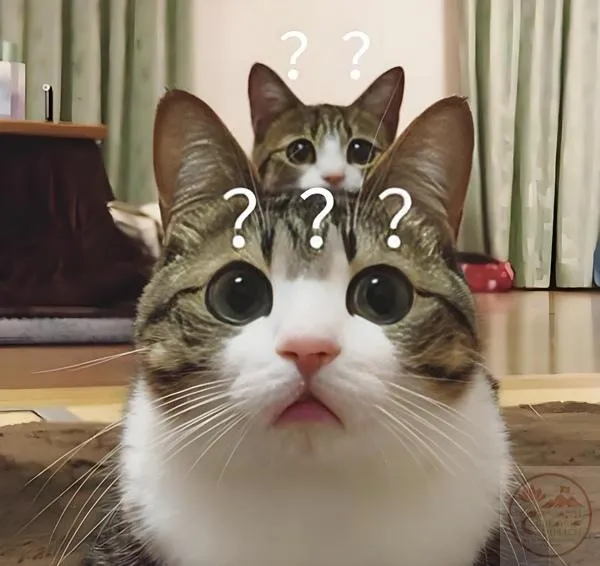 Meme hỏi ngạc nhiên Mèo chấm hình hỏi ngạc nhiên đầy biểu cảm lạ