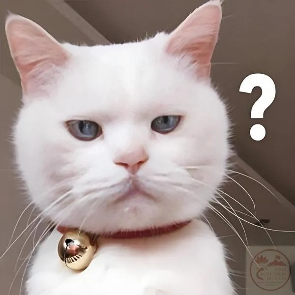 Meme hỏi gây cười Tấm hình mèo chấm hỏi gây cười