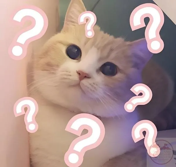Meme hỏi cực ngơ Ảnh hỏi cực ngơ của chú mèo ciu