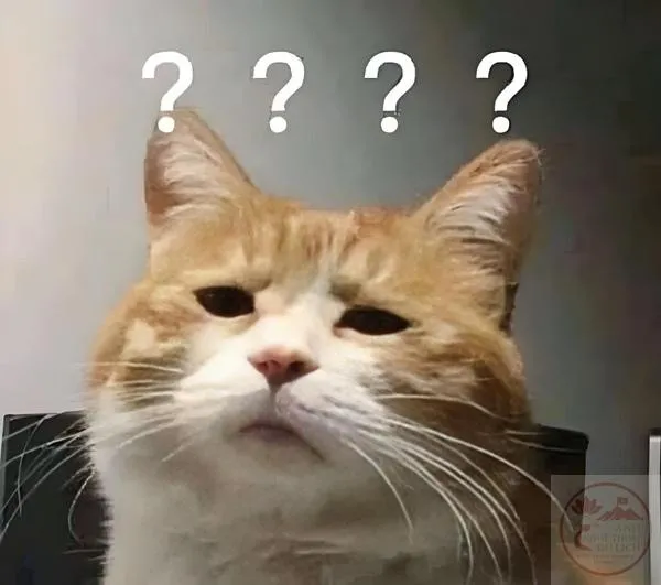 Meme dấu hỏi vui cười Tấm hình mèo nghi hoặc cực đáng yêu