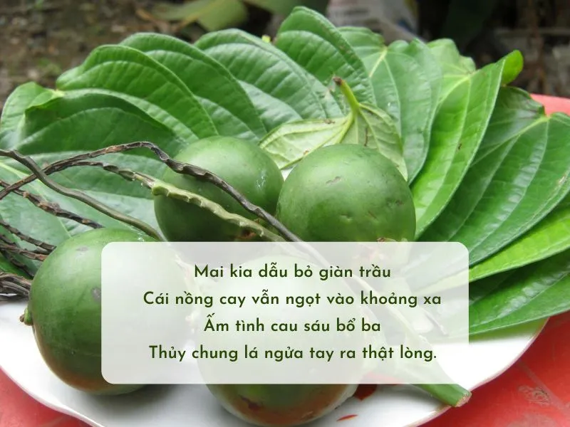 Ca dao, tục ngữ, thơ về trầu cau, cây cau đặc sắc nhất