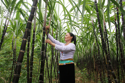 Sử dụng phân bón Văn Điển - Hướng đi mới trong canh tác nông nghiệp bền vững