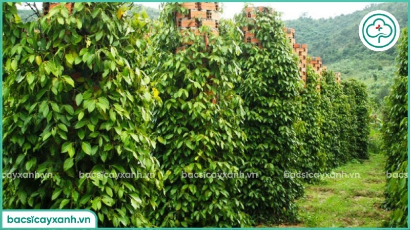 Tổng quan về cây tiêu