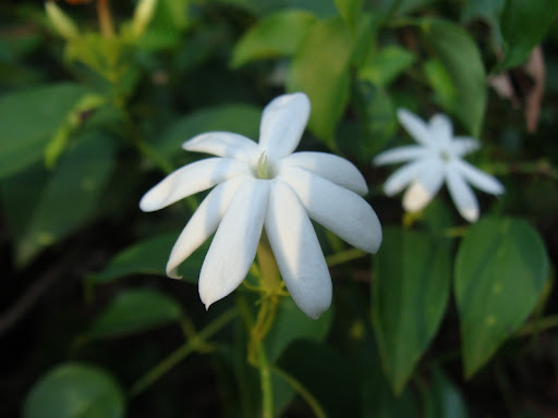 Bùi Trúc