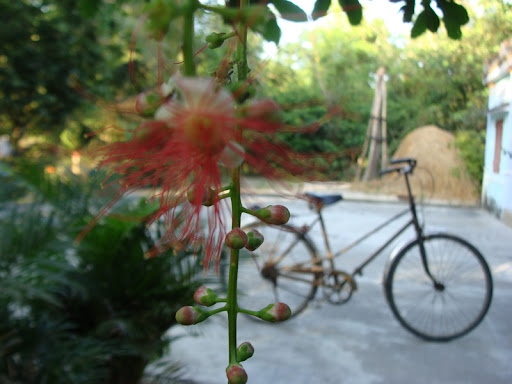 Bùi Trúc