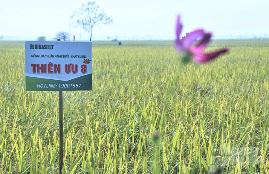 Hình ảnh đồng lúa Thiên ưu 8 thế hệ mới