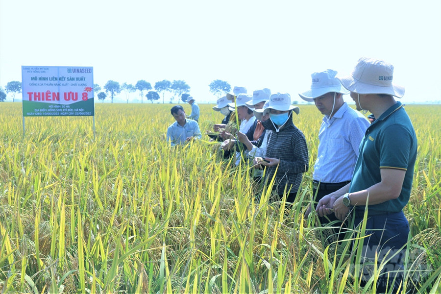 Hình ảnh đồng lúa Thiên ưu 8 thế hệ mới