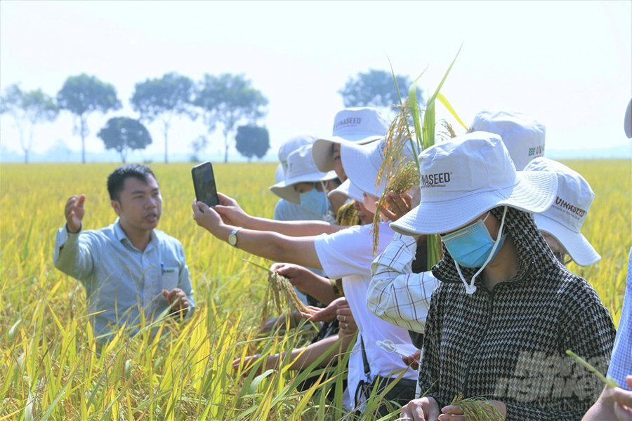 Hình ảnh đồng lúa Thiên ưu 8 thế hệ mới