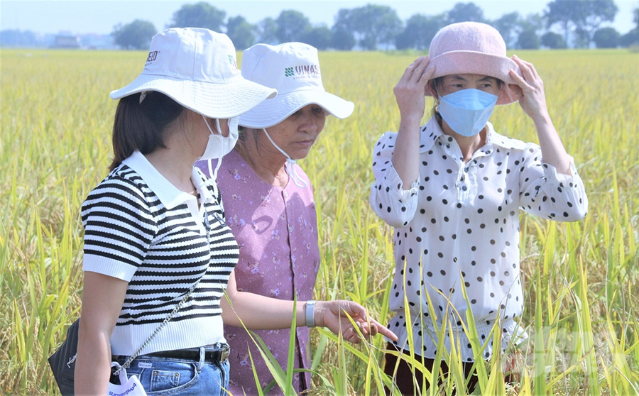 Hình ảnh đồng lúa Thiên ưu 8 thế hệ mới