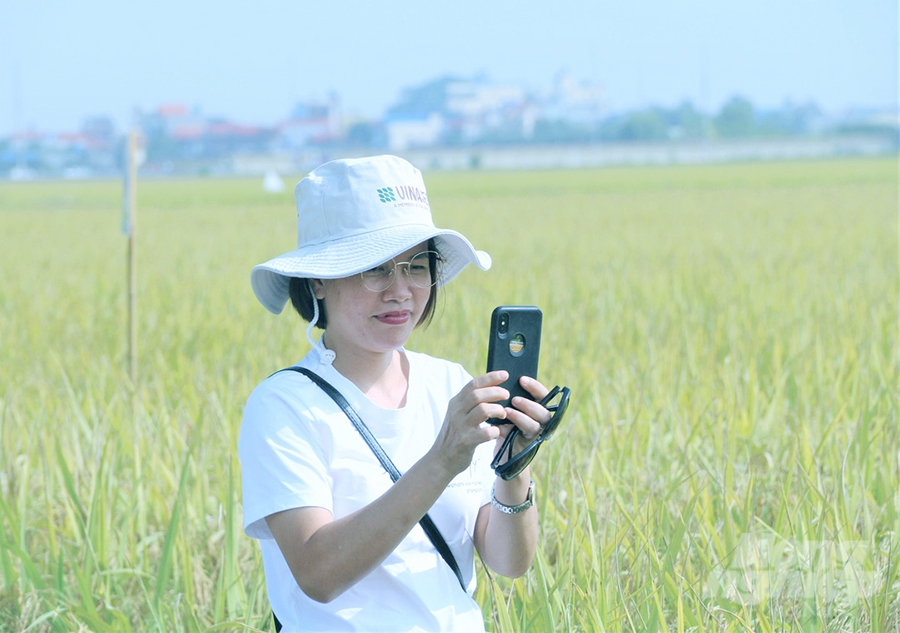 Hình ảnh đồng lúa Thiên ưu 8 thế hệ mới