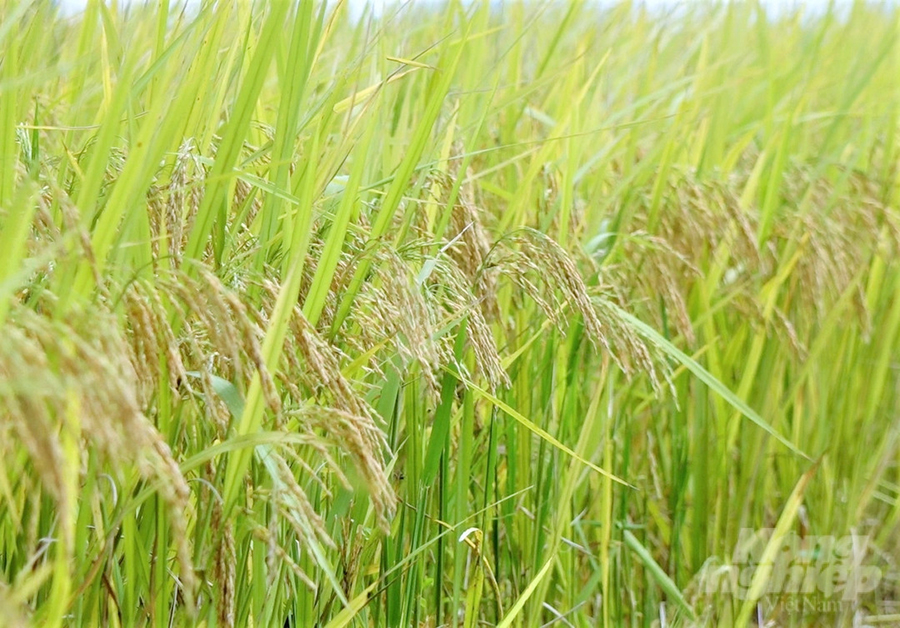Hình ảnh đồng lúa Thiên ưu 8 thế hệ mới