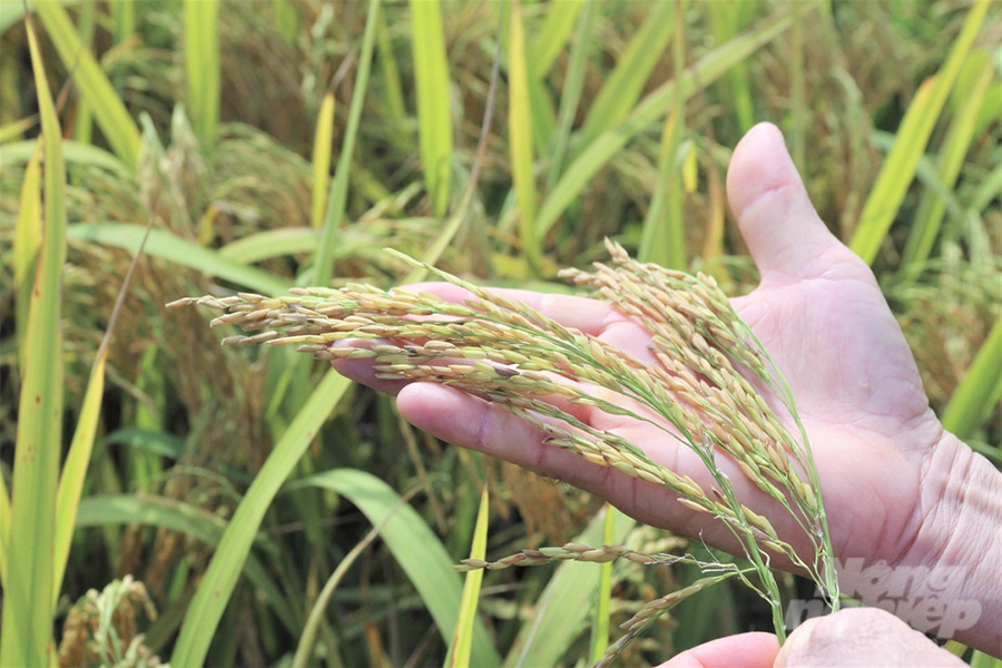 Hình ảnh đồng lúa Thiên ưu 8 thế hệ mới