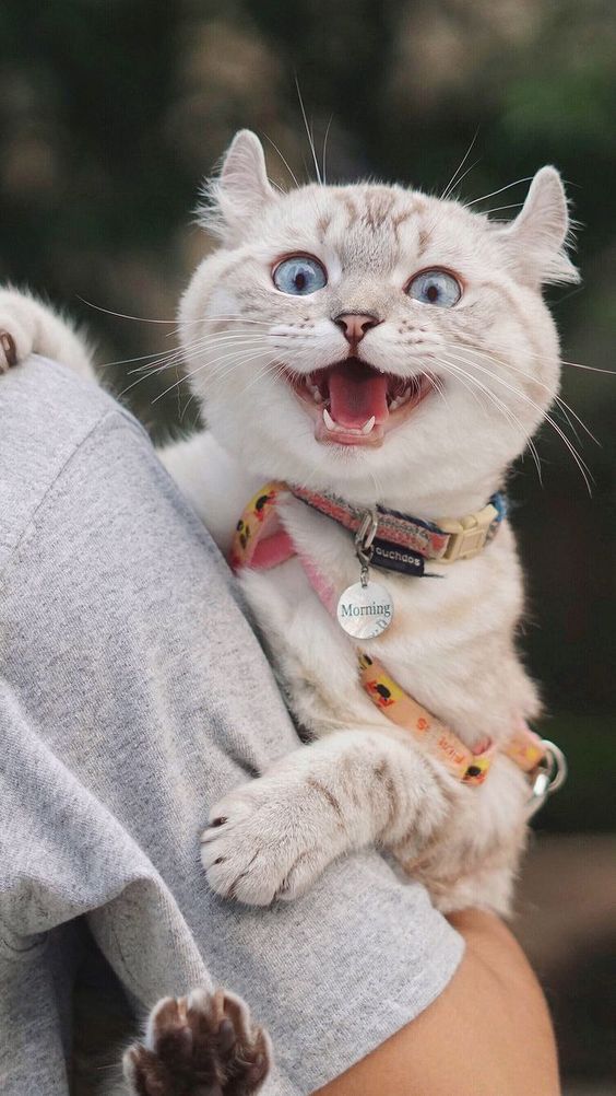 mèo ngáo cỏ