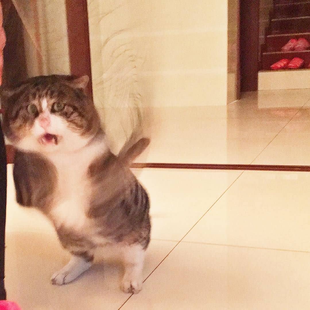 mèo ngáo ngơ