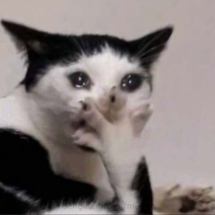 meme meo khoc hai