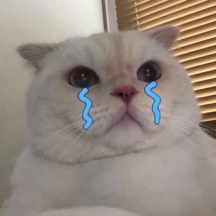meo khoc meme