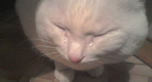 meme meo khoc vui nhon