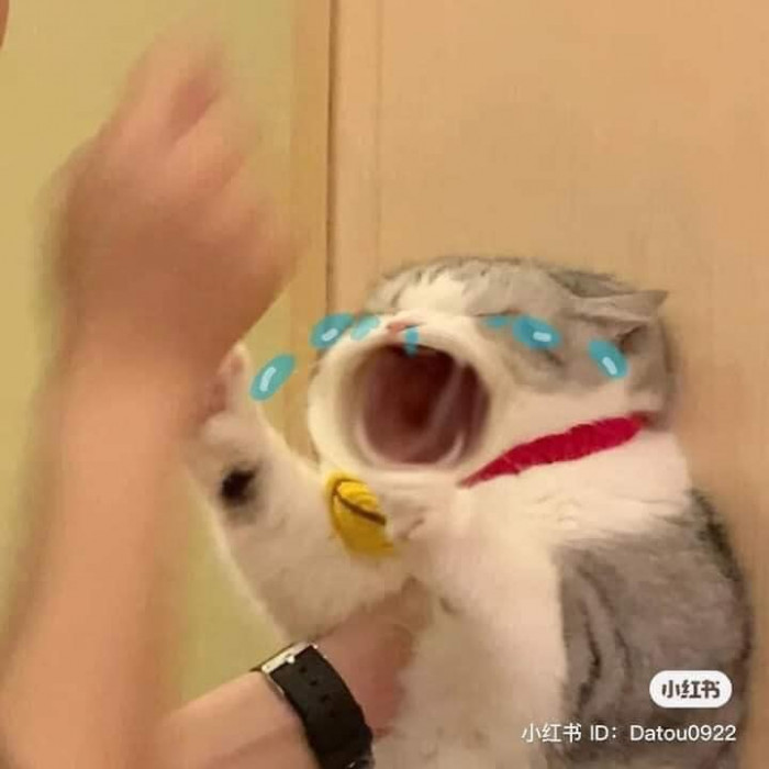 mèo khóc hài