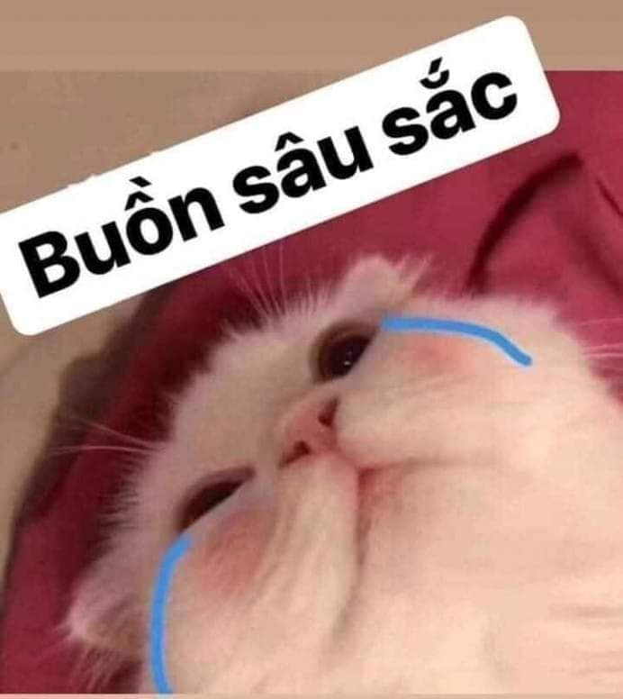 mèo khóc meme hài