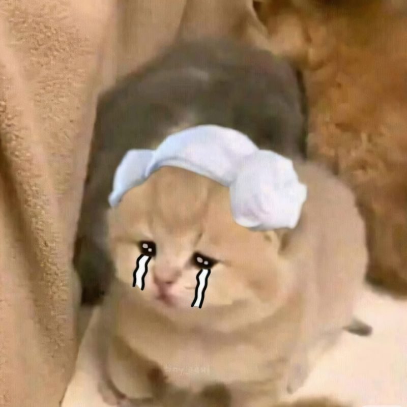 101+ Ảnh Meme Khóc 🥲🐱🐼, Meme Mèo Khóc, Mặt Cười Meme Khóc, Meme Gấu Trúc Khóc