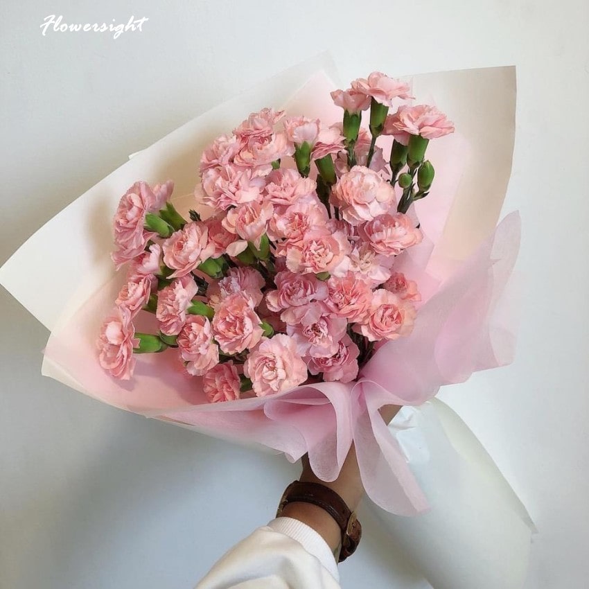 hoa cẩm chướng đại diện cho tình yêu tan vỡ