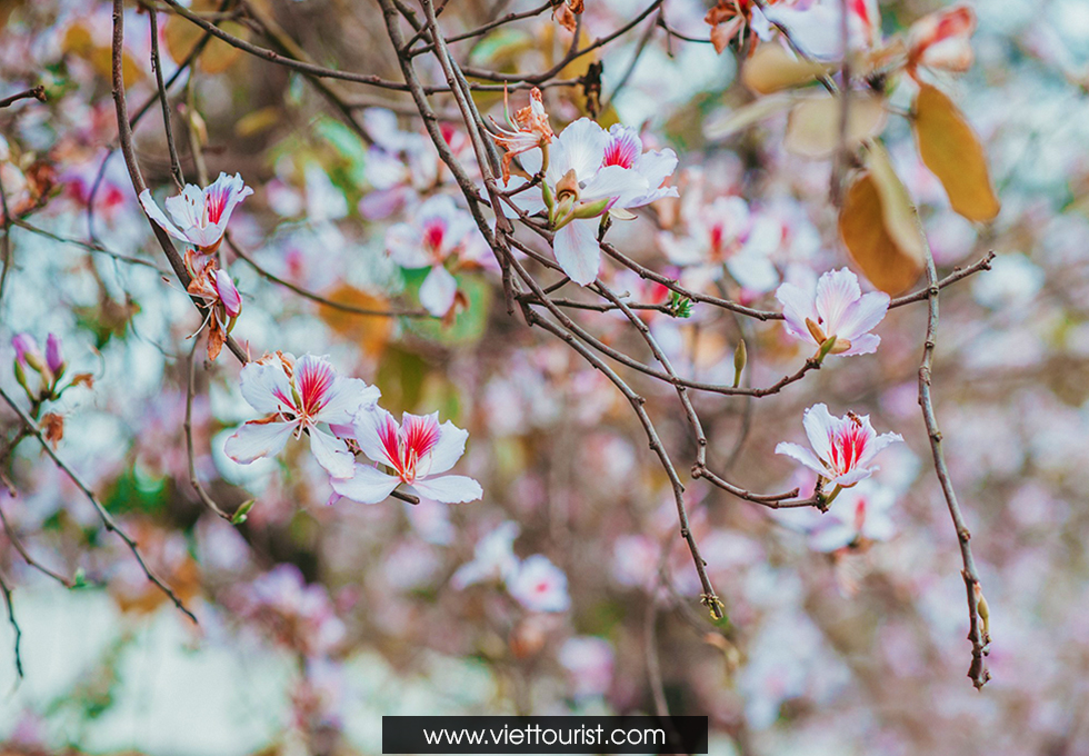 Ngập trời xanh màu hoa mây trắng tháng 3