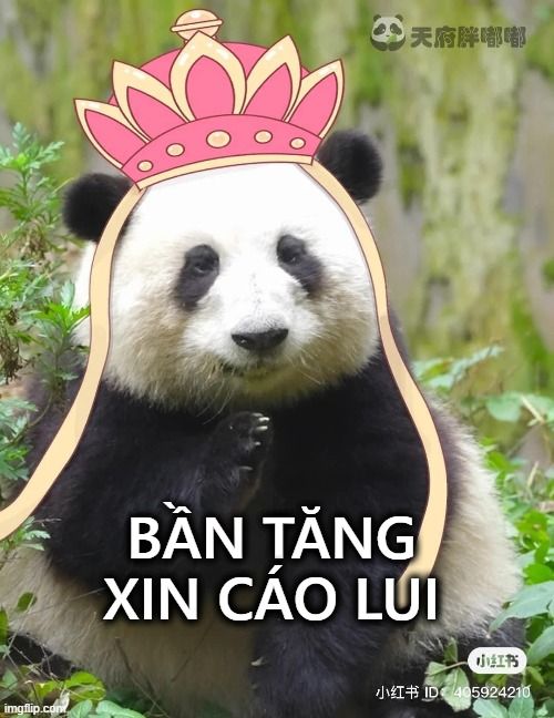 Gấu trúc bần tăng xin cáo lui