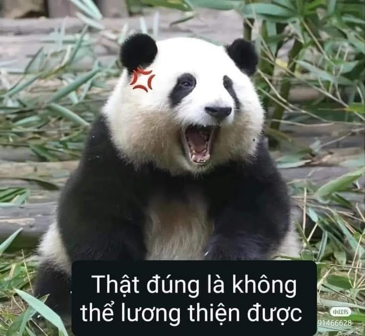 Đừng làm gấu trúc phải tỏ ra không cần nữa